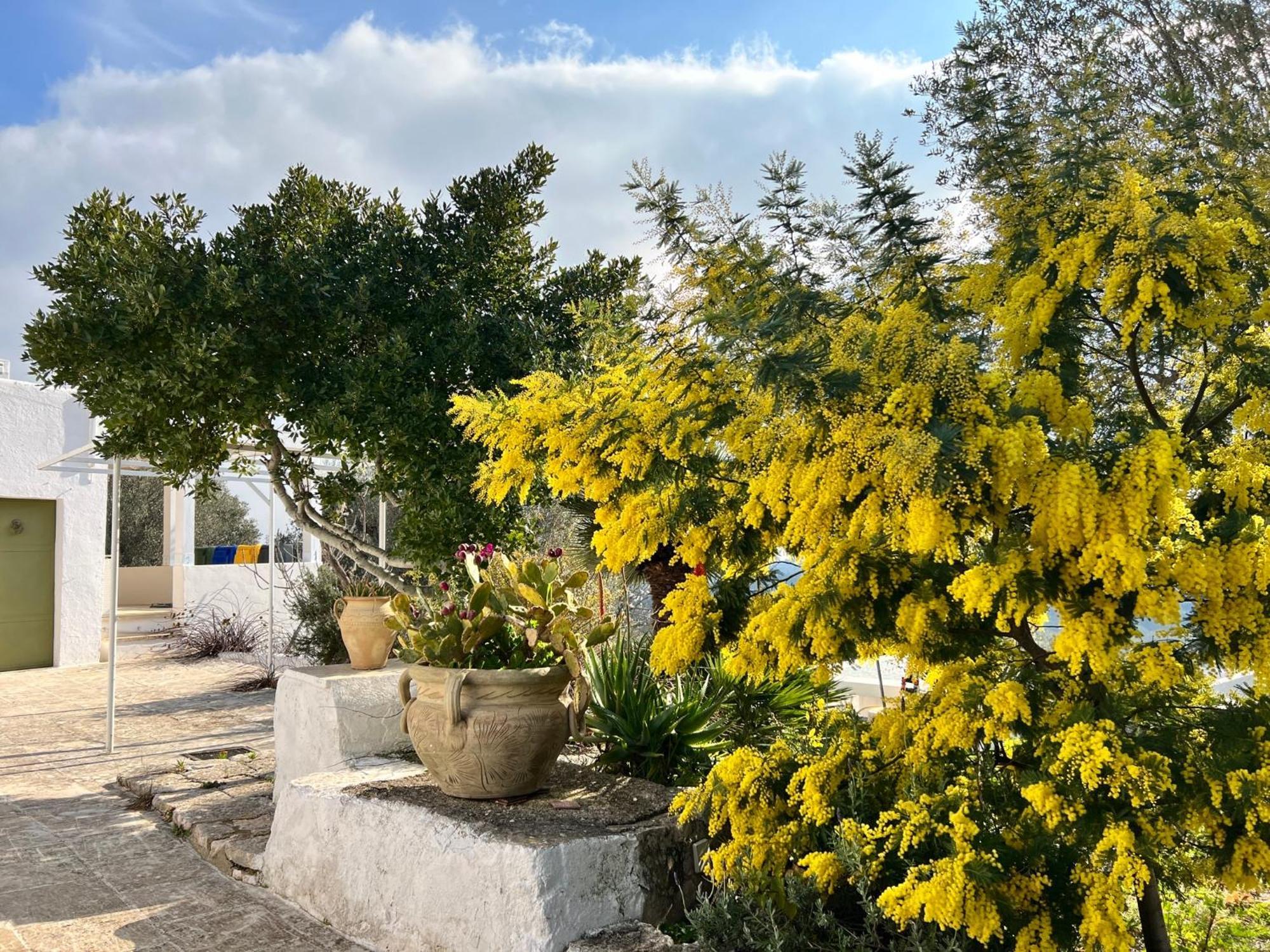 Отель Syconium Trullo And Lamia Gea Charme And History Остуни Экстерьер фото